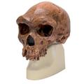 3B Scientific Replica H. rhodesiensis Skull 1001297